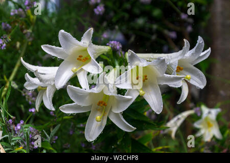 Groupe de fleurs de lys blanc couvert de gouttes de pluie dans le jardin Banque D'Images
