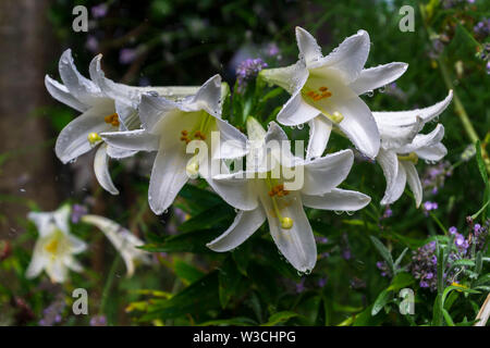 Groupe de fleurs de lys blanc couvert de gouttes de pluie dans le jardin Banque D'Images