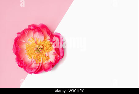 Contexte minimaliste avec des fleurs de pivoine rose sur rose et blanc isolé. Mise à plat. Copier l'espace. Banque D'Images