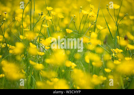 Buttercup pré dans le Suffolk Banque D'Images