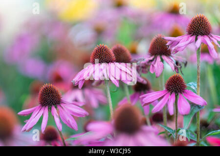 Echinacea purpurea. Fond floral. Mise au point douce, belle couleur bokeh Banque D'Images