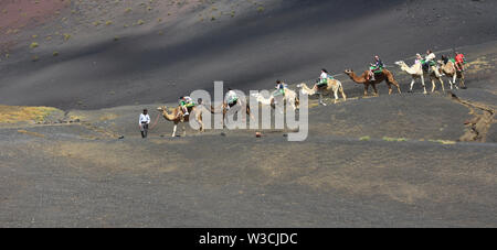 Des promenades en chameau dans le paysage volcanique de Lanzarote. Banque D'Images