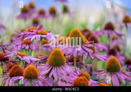 Echinacea purpurea. Fond floral. Mise au point douce, belle couleur bokeh Banque D'Images