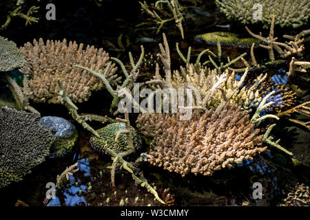 Coral Sun blanchis d'un climat tropical Banque D'Images