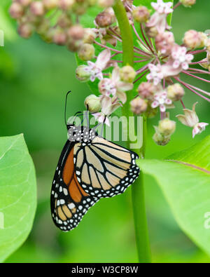 Un monarque, Danaus plexippus, sur fleurs d'asclépiade dans un pré dans les Adirondacks, NY USA forêt. Banque D'Images