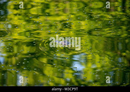 Une petite baignade dans l'eau alligator vert avec seulement la tête avec un pic au-dessus de l'eau Banque D'Images