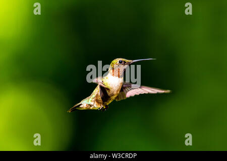 Homme Ruby-Throated Hummingbird planant dans les airs contre un fond vert sombre avec bokeh. Banque D'Images