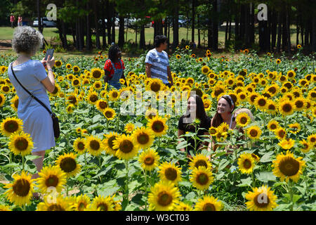 Les visiteurs posent pour des photos de Raleigh's Dorothea Dix Park champ de tournesol. Banque D'Images