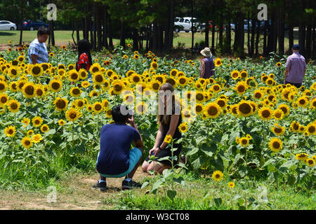 Les visiteurs posent pour des photos de Raleigh's Dorothea Dix Park champ de tournesol. Banque D'Images