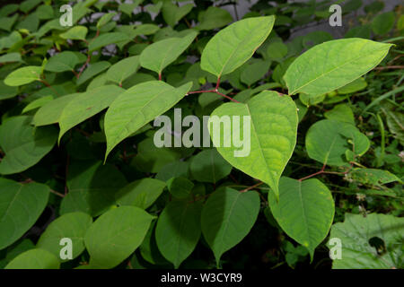 La présence de plantes envahissantes spécifie la renouée du Japon (Reynoutria japonica, Fallopia japonica ou Polygonum cuspidatum) se développe à côté d'un remblai de la rivière. Banque D'Images