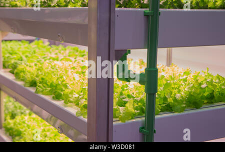 Croissance végétale artificielle avec éclairage LED dans l'agriculture verticale intérieure Banque D'Images