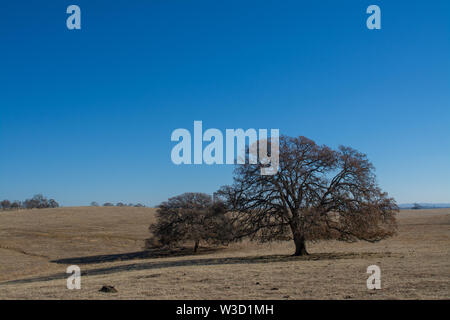 Ouvrir un pâturage sec avec l'ombre des arbres de chêne Banque D'Images