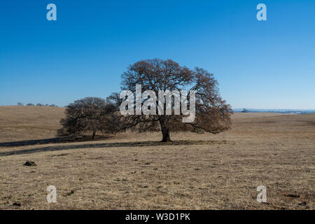Ouvrir un pâturage sec avec l'ombre des arbres de chêne Banque D'Images