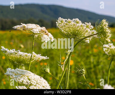 Fleurs de sureau américaine dans un champ à Irvine, Warren County, California, USA en été Banque D'Images