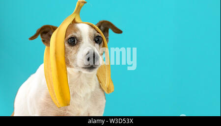Funny dog avec pelure de banane sur sa tête portrait Banque D'Images