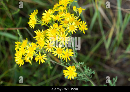 Jacobaea vulgaris, ragwort, séneçon commun, benweed gros plan fleurs jaunes Banque D'Images