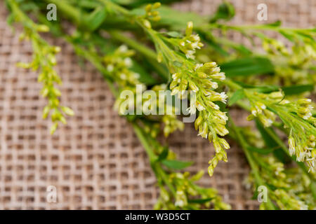 Tiges de fleurs fraîches Asters Solidago jaune (communément appelés des verges) sur fond de jute naturelle. Genre : Solidago dans la famille des Asteraceae. Banque D'Images