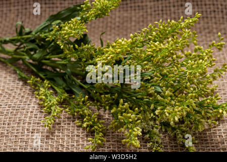 Tiges de fleurs fraîches Asters Solidago jaune (communément appelés des verges) sur fond de jute naturelle. Genre : Solidago dans la famille des Asteraceae. Banque D'Images