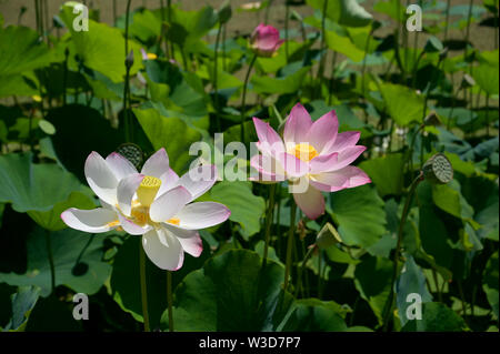 Los Angeles, Californie, USA. 14 juillet, 2019. Fleurs de Lotus Lotus au Festival. La 39e assemblée annuelle Lotus Festival a lieu les 13 et 14 juillet 2091 au lac Echo Park à Los Angeles. Cette année, le festival célèbre le pays de la Thaïlande avec de la nourriture, de la danse et de courses de bateaux-dragons. Le premier festival du lotus a été intitulé ''Le jour de la Lotus'' et s'est déroulée sur une seule journée, en 1972. Il a été renommé le Festival Lotus en 1990.l'origine de l'original lotus plantes dans la lac est inconnue. Les fleurs de lotus d'Asie du Sud, Nelumbo nucifera, sont sacrés pour des millions de personnes dans le monde. Echo Park Lake a été initialement Banque D'Images