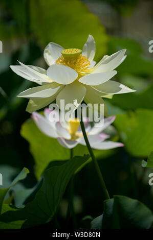Los Angeles, Californie, USA. 14 juillet, 2019. Fleurs de Lotus Lotus au Festival. La 39e assemblée annuelle Lotus Festival a lieu les 13 et 14 juillet 2091 au lac Echo Park à Los Angeles. Cette année, le festival célèbre le pays de la Thaïlande avec de la nourriture, de la danse et de courses de bateaux-dragons. Le premier festival du lotus a été intitulé ''Le jour de la Lotus'' et s'est déroulée sur une seule journée, en 1972. Il a été renommé le Festival Lotus en 1990.l'origine de l'original lotus plantes dans la lac est inconnue. Les fleurs de lotus d'Asie du Sud, Nelumbo nucifera, sont sacrés pour des millions de personnes dans le monde. Echo Park Lake a été initialement Banque D'Images