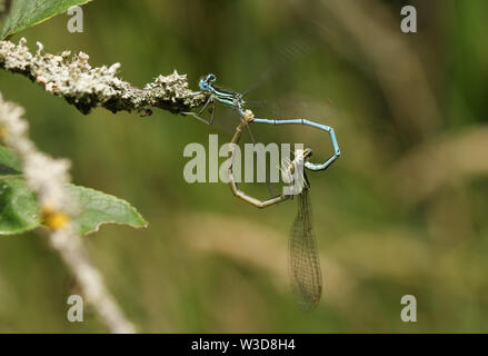 Une paire de jolie demoiselle à pattes blanches, Platycnemis pennipes, perché sur une branche couverte de lichen. Banque D'Images