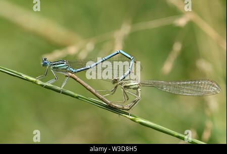 Une paire de jolie demoiselle à pattes blanches, Platycnemis pennipes, perché sur une tige d'herbe. Banque D'Images