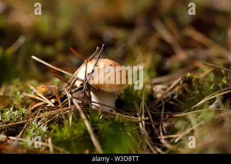 Russula atropurpurea, communément appelée la pourpre noirâtre Russula ou le brittlegill.Russula emetica violet dans la foresterie. Banque D'Images