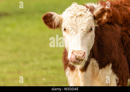 Vache Hereford léchant son nez vert Pâturage orienté vers l'appareil photo. Image prise dans le nord-est de Victoria, en Australie. Banque D'Images