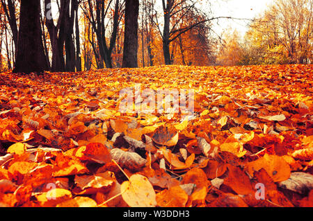 Paysage automne Octobre - parc arbres et feuilles mortes dans parc de la ville de journée d'automne. Focus sélectif à l'avant-plan. Application du filtre de diffusion Banque D'Images