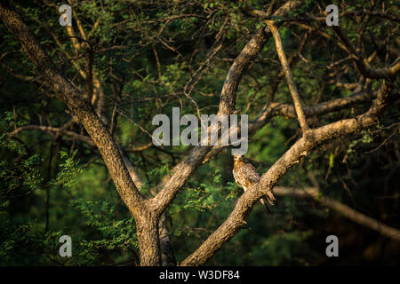 Une belle image de White-eyed buzzard Butastur teesa paire ou assis sur un perchoir en vert et bleu ciel à l'arrière-plan de bharatpur keoladeo national park Banque D'Images