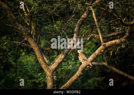 Une belle image de White-eyed buzzard Butastur teesa paire ou assis sur un perchoir en vert et bleu ciel à l'arrière-plan de bharatpur keoladeo national park Banque D'Images