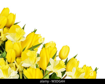 Beau printemps bouquet de tulipes jaunes et des jonquilles, organisé comme une vignette, isolé sur fond blanc Banque D'Images