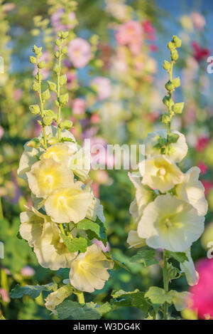 Belles fleurs jaunes de mauve à l'extérieur close-up en jardin d'été. Blooming musk mallow au début matin lumineux ensoleillé Banque D'Images