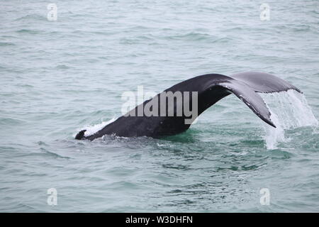 Dérive de l'imposante baleine à bosse (Megaptera novaeangliae) vu du bateau près de Husavik, l'Islande Banque D'Images