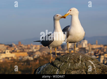 Mouette à Rome Banque D'Images