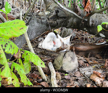 Un rouge-queue (Phaethon) rubricaudra avec une nana sous son aile, Aitutaki, Îles Cook, Polynésie Française Banque D'Images