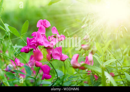 Fleurs lilas lumineux de pois sucré dans un pré sur un arrière-plan flou. Soft focus sélectif. Modèle de conception. Banque D'Images