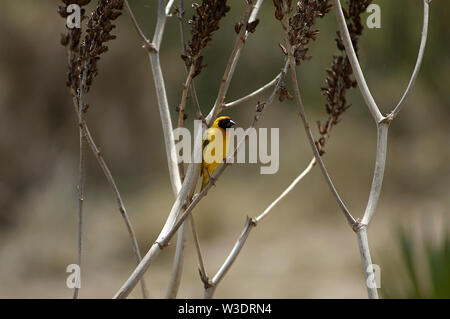 Un homme à tête noire weaver sur l'herbe sèche des perchoirs d'oiseaux dans le Parc National du Serengeti Seronera, Banque D'Images