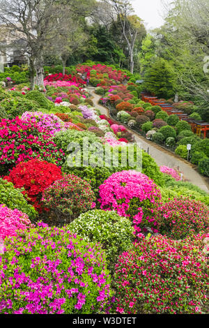 Le Japon, Honshu, Tokyo, Bunkyo-ku, Nezu Shrine, l'Azalea Garden Banque D'Images