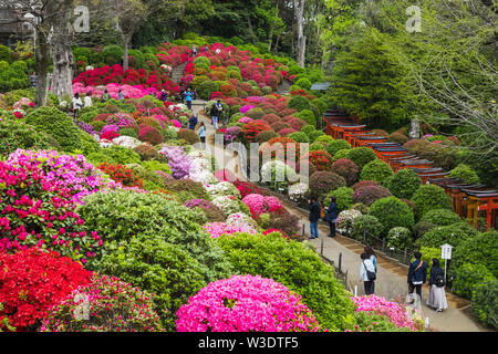 Le Japon, Honshu, Tokyo, Bunkyo-ku, Nezu Shrine, l'Azalea Garden Banque D'Images