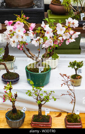 Le Japon, Honshu, Tokyo, Ueno, parc Ueno, vendeurs de Bonsai Affichage des Cerisiers Miniture Banque D'Images