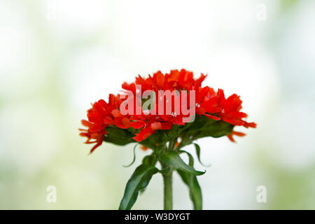 Amour brûlant aussi appelé croix de Malte, croix de Jérusalem, avec la floraison de saumon sombre des fleurs rouges très vivace plante jardin - Banque D'Images