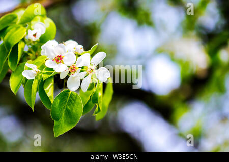 Belle floraison printemps pear tree avec de faibles degrés de Banque D'Images