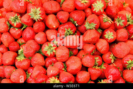 Magnifique cadre des fraises mûres Banque D'Images