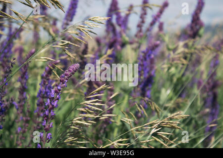 Milium effusum et Salvia pratensis. Le miel des plantes. Focus sélectif. Copier l'espace. Banque D'Images