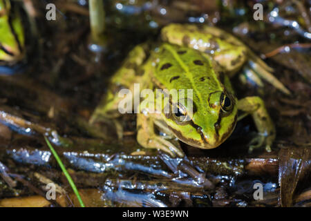 Regarder dans les yeux d'une grenouille comestible dans le Plateaus-Hageven réserver Banque D'Images