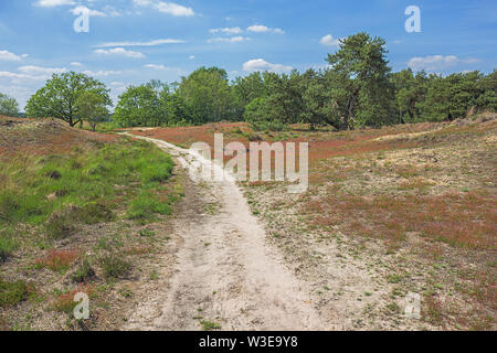 Un chemin à travers la bruyère dans le Plateaus-Hageven réserver Banque D'Images