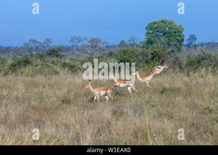 Impala pronking et sauter dans le Parc National Kruger en Afrique du Sud Banque D'Images