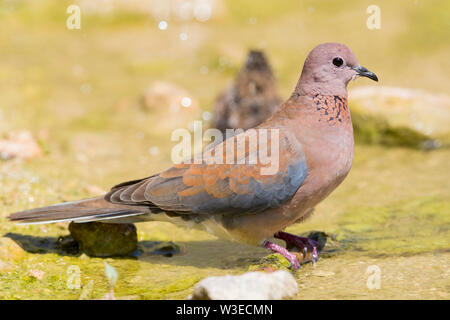 Laughing Dove (Streptopelia senegalensis), vue latérale d'un adulte debout dans un sondage, Dhofar, Oman Banque D'Images