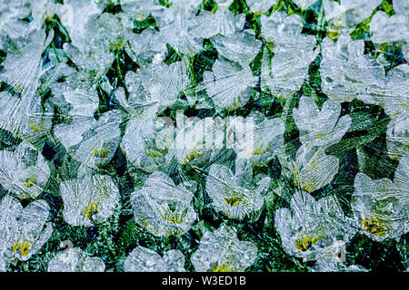 Les tulipes et les glaces en arrière-plan Banque D'Images